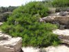 Insula Thassos - Giola