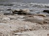 Insula Thassos - Giola