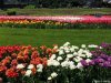 Gradina Botanica din Craiova