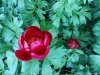 Gradina Botanica din Craiova