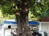 Limenas - Insula Thassos