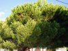 Limenas - Insula Thassos
