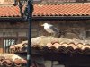 Nessebar