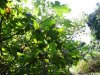 Insula Thassos - Pestera Dragonului (Drakotripa)