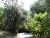 Insula Thassos - Pestera Dragonului (Drakotripa)