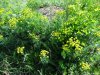 Complexul carstic de la Ponoarele