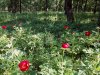 Rezervatia de bujori salbatici de la Plenita