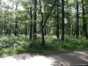 Rezervatia de bujori salbatici de la Plenita