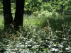 Rezervatia de bujori salbatici de la Plenita