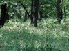 Rezervatia de bujori salbatici de la Plenita