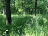 Rezervatia de bujori salbatici de la Plenita