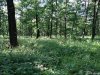 Rezervatia de bujori salbatici de la Plenita
