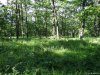 Rezervatia de bujori salbatici de la Plenita