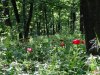Rezervatia de bujori salbatici de la Plenita