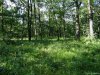 Rezervatia de bujori salbatici de la Plenita