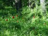 Rezervatia de bujori salbatici de la Plenita