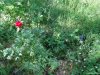 Rezervatia de bujori salbatici de la Plenita