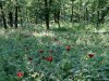 Rezervatia de bujori salbatici de la Plenita