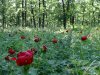 Rezervatia de bujori salbatici de la Plenita