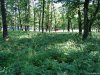 Rezervatia de bujori salbatici de la Plenita