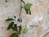 Insula Thassos - Skala Potamia