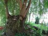 Abatia Cisterciana din Carta