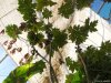 Biosfera