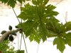 Biosfera