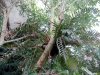 Biosfera