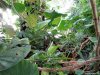 Biosfera