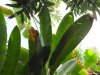 Biosfera