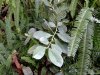 Biosfera