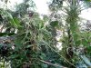 Biosfera