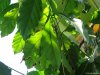 Biosfera