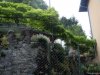 Brunate