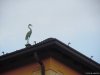 Brunate