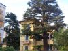 Brunate