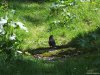 Parcul National Buila - Vanturarita
