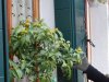 Burano