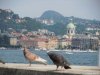 Como