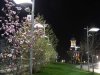 Craiova