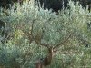 Ischia - Giardini Poseidon