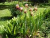Giardino di Ninfa