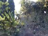 Giardino di Ninfa