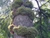Giardino di Ninfa