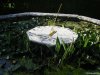 Giardino di Ninfa