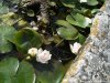 Giardino di Ninfa