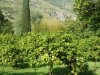 Giardino di Ninfa