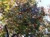 Gradina Botanica Brera - Milano