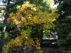 Gradina Botanica Brera - Milano